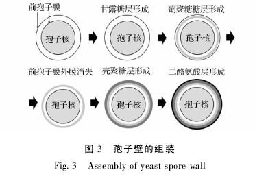 ͼ 3 ӱڵװFig. 3 Assembly of yeast spore wall