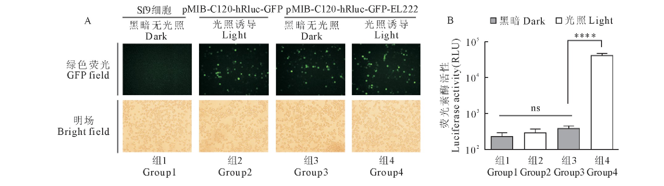 图4 含有荧光素酶hRluc报告基因的昆虫细胞光诱导表达载体测试