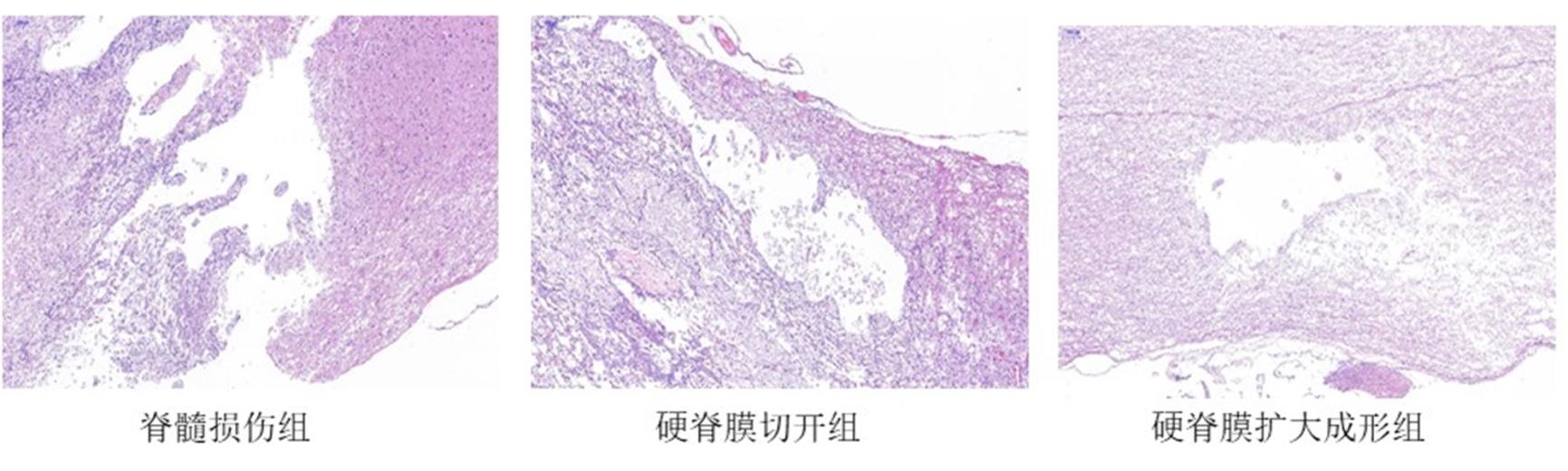图1 脊髓组织HE染色（×50）